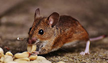 24 Hour & Emergency Exterminators in Zoar, OH